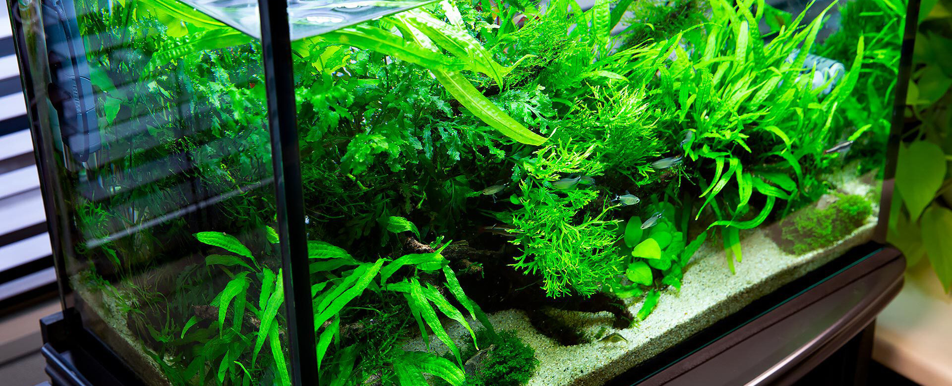 60cm流木水槽 Of Nature Aqualand 60cm流木水槽 Of Nature Aqualand